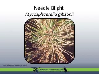 Needle Blight M ycosphaerella gibsonii