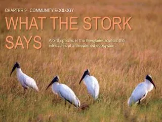 CHAPTER 9 COMMUNITY ECOLOGY WHAT THE STORK SAYS