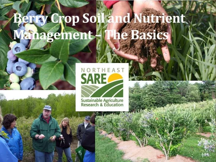 berry crop soil and nutrient management the basics