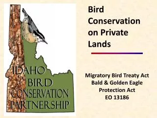 Migratory Bird Treaty Act Bald &amp; Golden Eagle Protection Act EO 13186