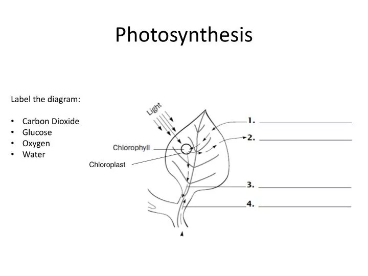 photosynthesis