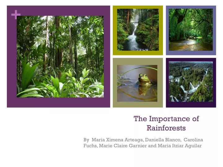 the importance of rainforests