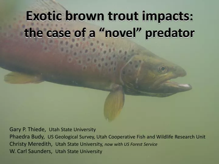 exotic brown trout impacts the case of a novel predator