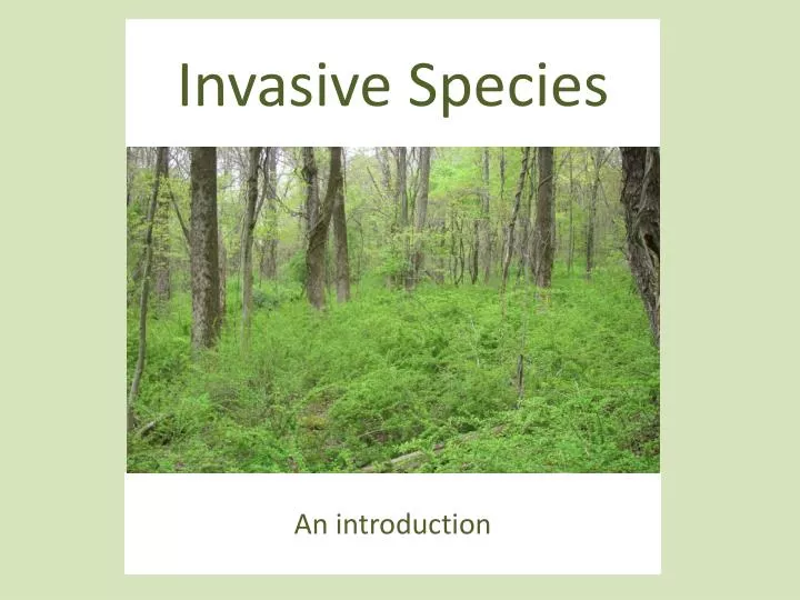 invasive species