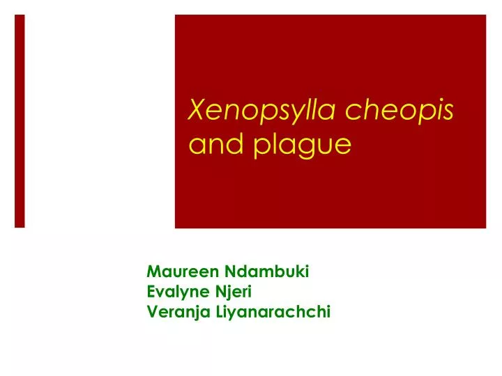 xenopsylla cheopis and plague