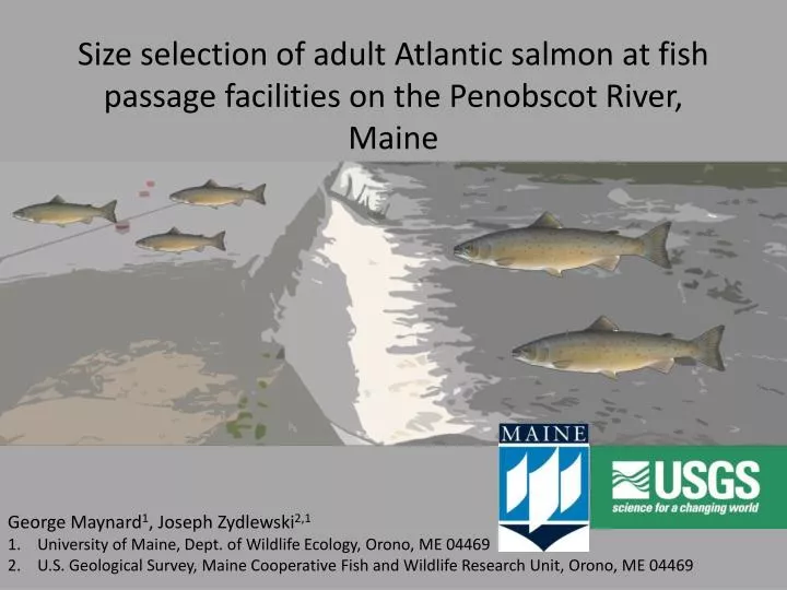 size selection of adult atlantic salmon at fish passage facilities on the penobscot river maine