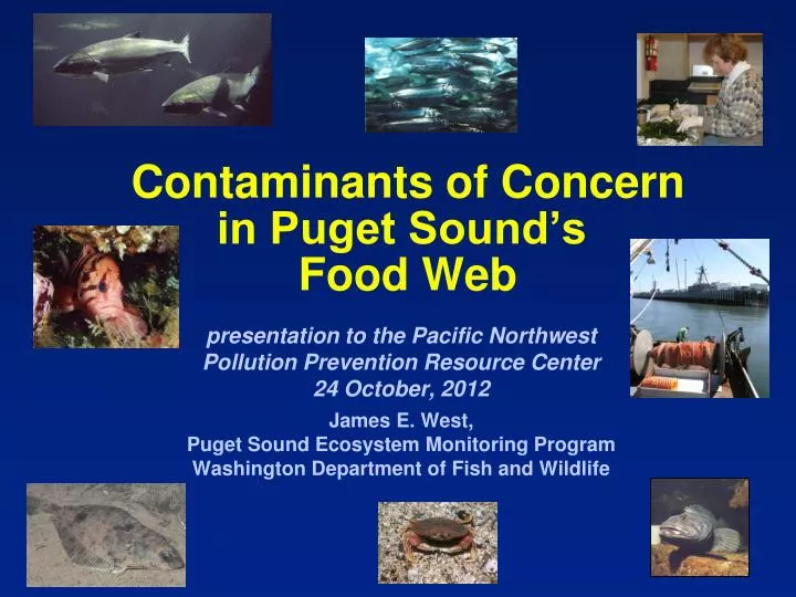 contaminants of concern in puget sound s food web