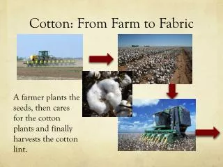 Cotton: From Farm to Fabric
