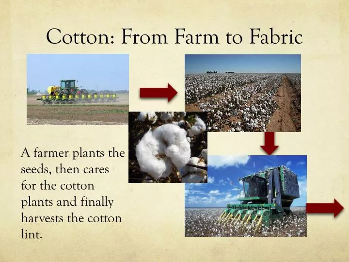 cotton from farm to fabric