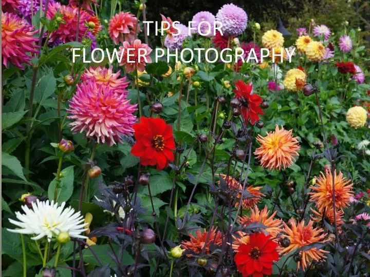 tips for flower photography