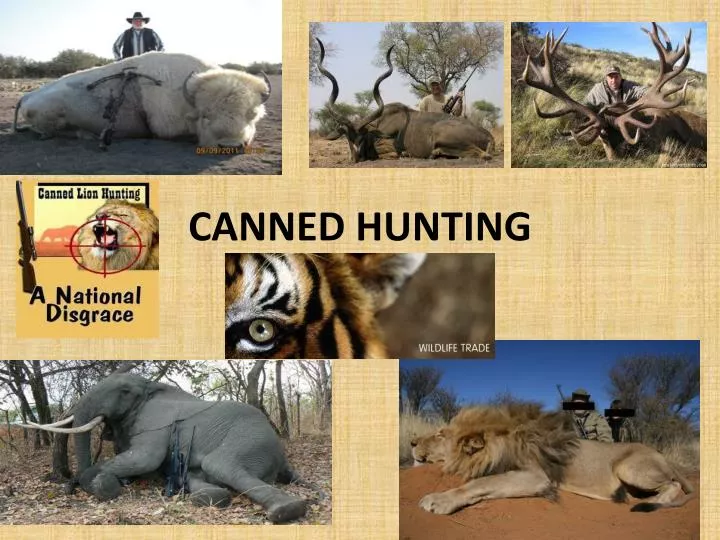 canned hunting