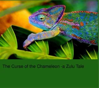 The Curse of the Chameleon -a Zulu Tale