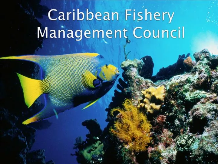 caribbean fishery management council