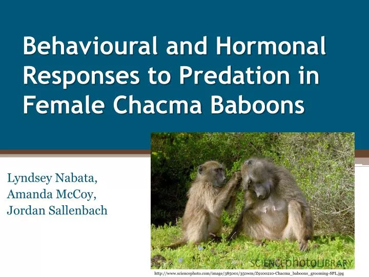 behavioural and hormonal r esponses to predation in female c hacma b aboons