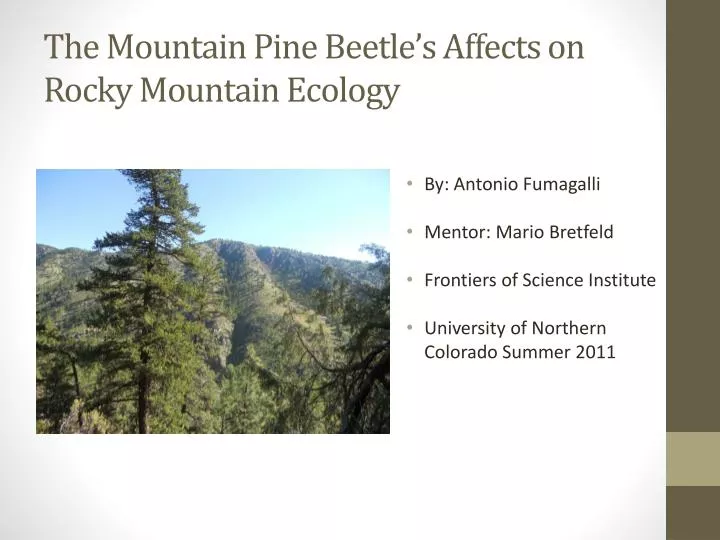 the mountain pine beetle s affects on rocky mountain ecology