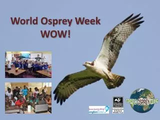 World Osprey Week WOW!