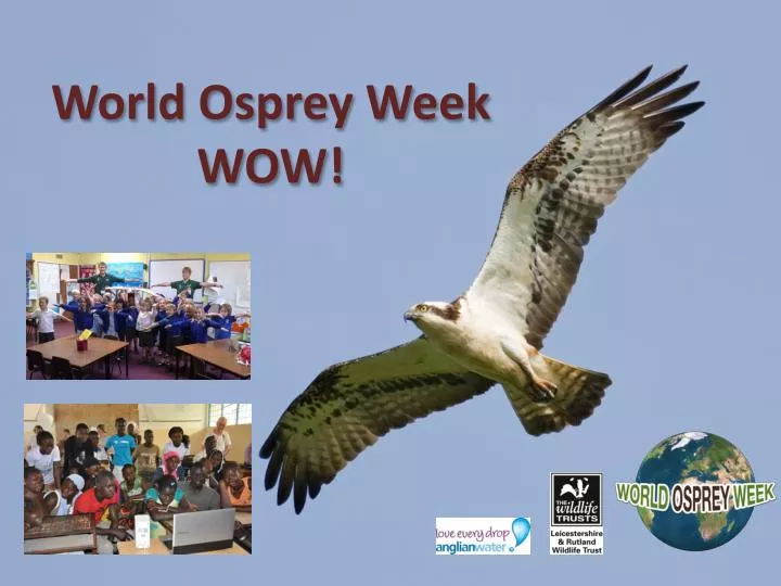 world osprey week wow