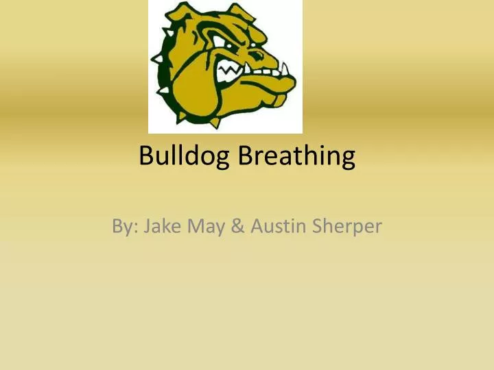bulldog breathing
