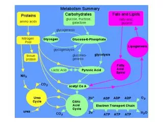 Protein Digestion and Peptide / Amino Acid Absorption