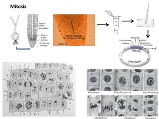 Mitosis