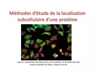 m thodes d tude de la localisation subcellulaire d une prot ine