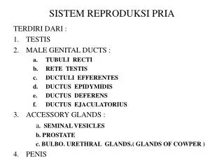 sistem reproduksi pria