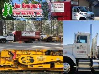 Joe Benigno Tree Service 1532 US HWY 395 Unit 6 Gardnerville, NV 89410 NV- 775.265.9665				Cont. Lic . # 893950 CA- 5
