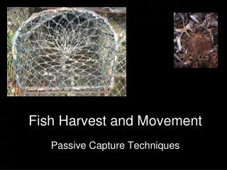 Fish Harvest and Movement