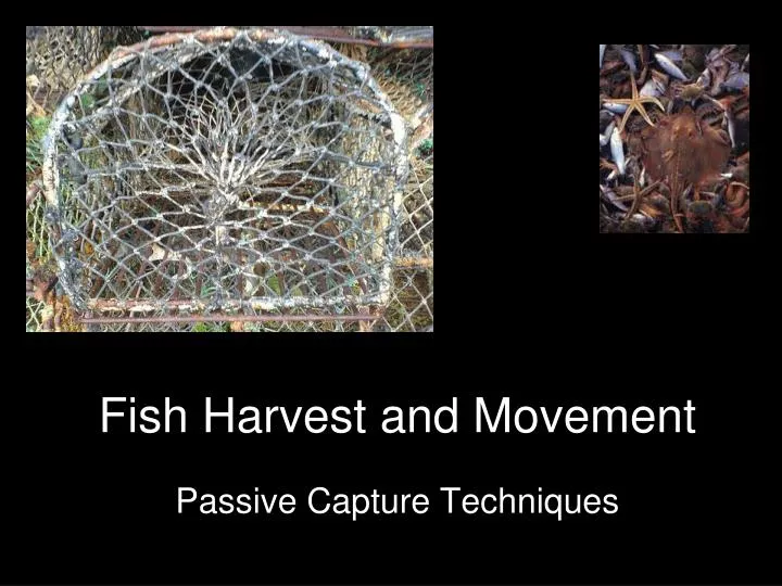 fish harvest and movement