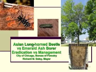 Asian Long-horned Beetle vs Emerald Ash Borer Eradication vs Management City of Chicago, Bureau of Forestry Richard