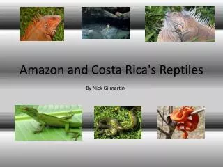 Amazon and Costa Rica's R eptiles