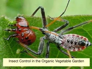 Insect Control in the Organic Vegetable Garden