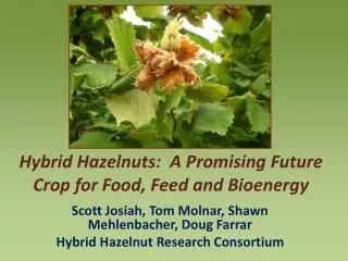 Hybrid Hazelnuts: A Promising Future Crop for Food, Feed and Bioenergy