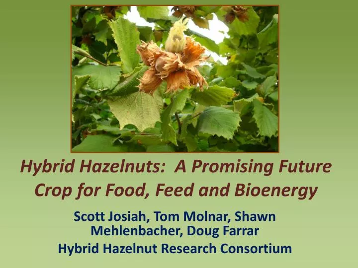 hybrid hazelnuts a promising future crop for food feed and bioenergy