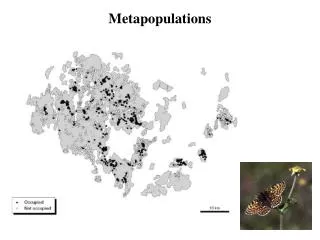 Metapopulations