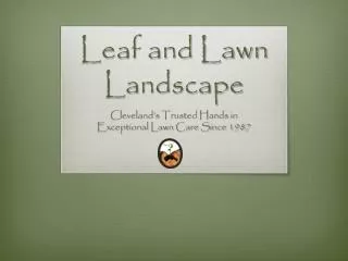 Leaf and Lawn Landscape