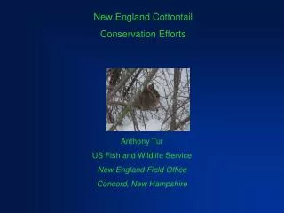 New England Cottontail Conservation Efforts