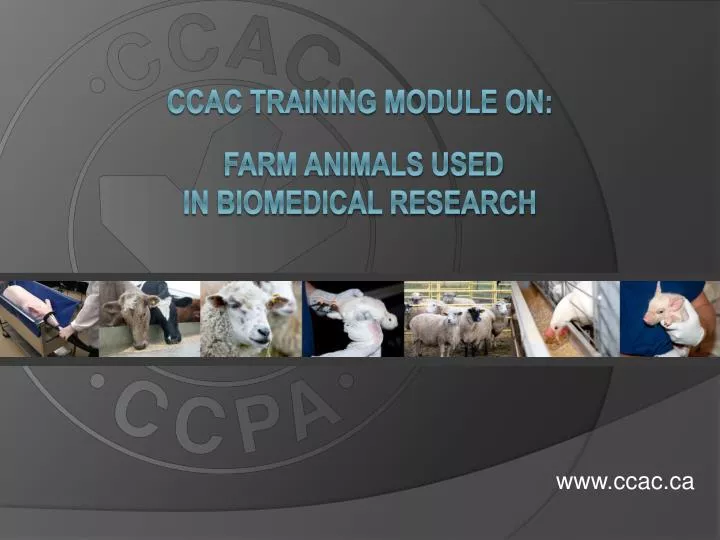 ccac training module on farm animals used in biomedical research
