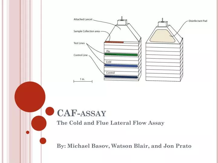 caf assay