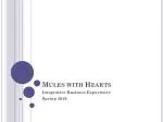 Mules with Hearts - slide 1