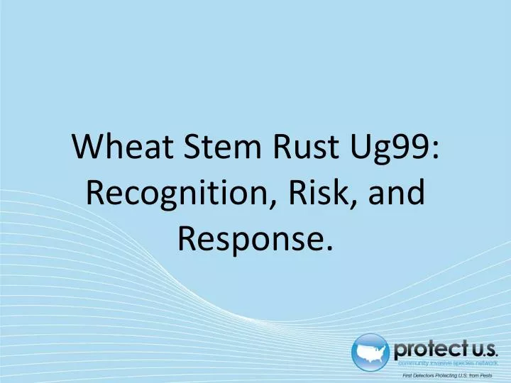 wheat stem rust ug99 recognition risk and response