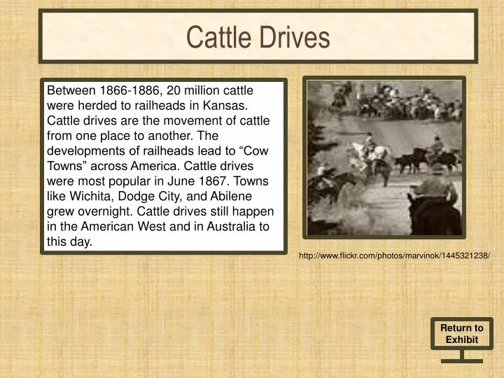 cattle drives