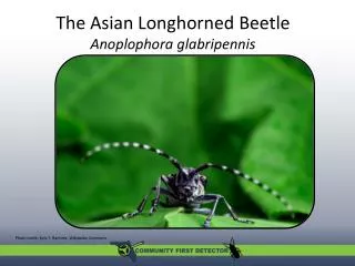 The Asian Longhorned Beetle Anoplophora glabripennis