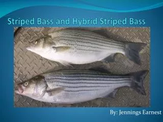 Striped Bass and Hybrid Striped Bass