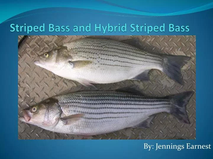 striped bass and hybrid striped bass