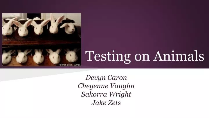 testing on animals