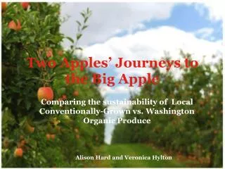 Two Apples’ Journeys to the Big Apple