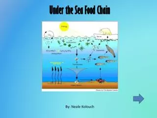 Under the Sea Food Chain