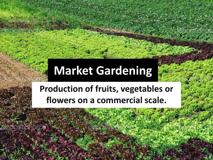 market gardening