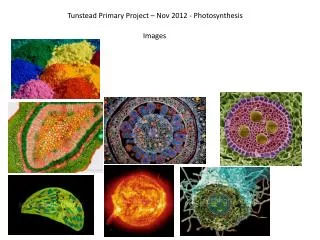Tunstead Primary Project – Nov 2012 - Photosynthesis